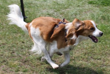 Cooper Cooper