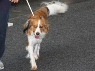 Chico